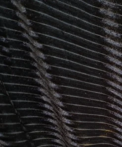 Baltic Born Fabric Swatch - Andi Ribbed Velvet | Black